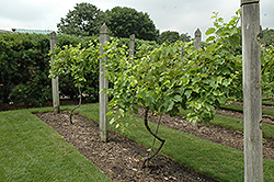 Marechal Foch Grape (Vitis 'Marechal Foch') at GardenWorks