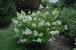 Unique Hydrangea (Hydrangea paniculata 'Unique') at GardenWorks