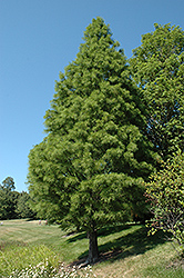 Pond Cypress (Taxodium distichum 'var. nutans') at GardenWorks