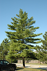 White Pine (Pinus strobus) at GardenWorks