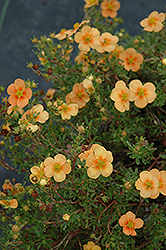 Orange Whisper Potentilla (Potentilla fruticosa 'Orange Whisper') at GardenWorks