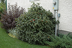 Mohican Viburnum (Viburnum lantana 'Mohican') at GardenWorks