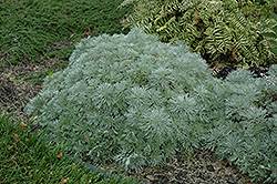Silver Mound Artemisia (Artemisia schmidtiana 'Silver Mound') at GardenWorks