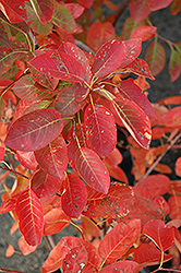 Autumn Brilliance Serviceberry (Amelanchier x grandiflora 'Autumn Brilliance') at GardenWorks