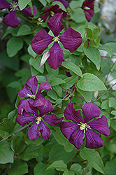 Etoile Violette Clematis (Clematis 'Etoile Violette') at GardenWorks