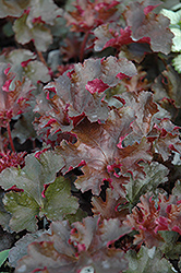 Crimson Curls Coral Bells (Heuchera 'Crimson Curls') at GardenWorks