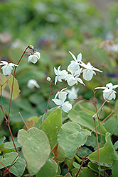 White Bishop's Hat (Epimedium x youngianum 'Niveum') at GardenWorks