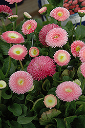 Tasso Pink English Daisy (Bellis perennis 'Tasso Pink') at GardenWorks
