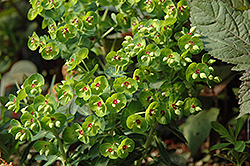Rudolph Spurge (Euphorbia x martinii 'Waleuphrud') at GardenWorks