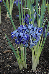 Harmony Reticulated Iris (Iris reticulata 'Harmony') at GardenWorks