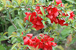 Texas Scarlet Flowering Quince (Chaenomeles speciosa 'Texas Scarlet') at GardenWorks