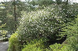 Judd's Viburnum (Viburnum x juddii) at GardenWorks