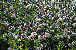Judd's Viburnum (Viburnum x juddii) at GardenWorks