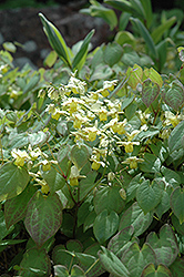 Yellow Barrenwort (Epimedium x versicolor 'Sulphureum') at GardenWorks