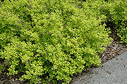 White Gold Spiraea (Spiraea japonica 'White Gold') at GardenWorks