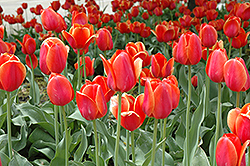 Temple Of Beauty Tulip (Tulipa 'Temple Of Beauty') at GardenWorks