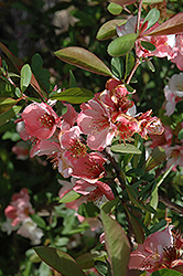Toyo-Nishiki Flowering Quince (Chaenomeles speciosa 'Toyo-Nishiki') at GardenWorks