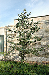 Japanese White Pine (Pinus parviflora) at GardenWorks
