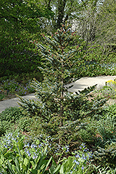 Howell's Dwarf Tigertail Spruce (Picea bicolor 'Howell's Dwarf Tigertail') at GardenWorks