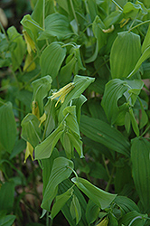 Great Merrybells (Uvularia grandiflora) at GardenWorks