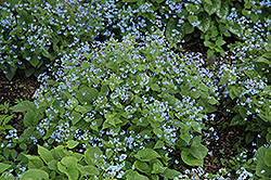 Siberian Bugloss (Brunnera macrophylla) at GardenWorks