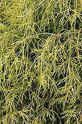 Sungold Falsecypress (Chamaecyparis pisifera 'Sungold') at GardenWorks