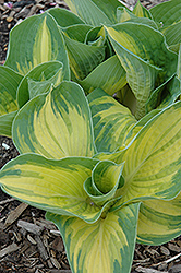 Great Expectations Hosta (Hosta 'Great Expectations') at GardenWorks
