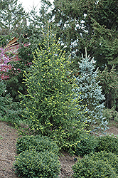 Golden Norway Spruce (Picea abies 'Aurea') at GardenWorks