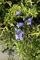 Bavaria Blue Creeping Bellflower (Campanula cochleariifolia 'Bavaria Blue') at GardenWorks