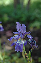 Papillon Siberian Iris (Iris sibirica 'Papillon') at GardenWorks