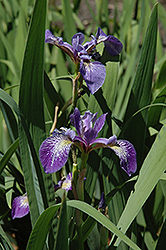 Siberian Iris (Iris sibirica) at GardenWorks