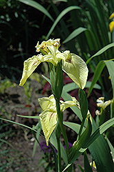 Sulphur Queen Flag Iris (Iris pseudacorus 'Sulphur Queen') at GardenWorks