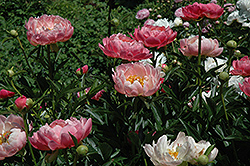 Coral Charm Peony (Paeonia 'Coral Charm') at GardenWorks
