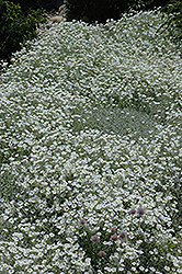 Snow-In-Summer (Cerastium tomentosum) at GardenWorks