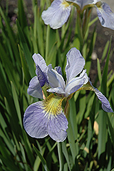 Sky Wings Siberian Iris (Iris sibirica 'Sky Wings') at GardenWorks