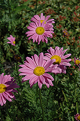 Robinson's Pink Painted Daisy (Tanacetum coccineum 'Robinson's Pink') at GardenWorks