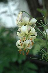Nodding Lily (Lilium cernuum 'Album') at GardenWorks