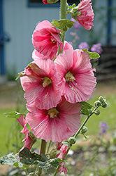 Pink Hollyhock (Alcea rosea 'Pink') at GardenWorks
