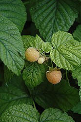 Fall Gold Raspberry (Rubus 'Fall Gold') at GardenWorks