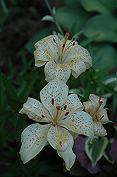 Cinnamon Toast Lily (Lilium 'Cinnamon Toast') at GardenWorks