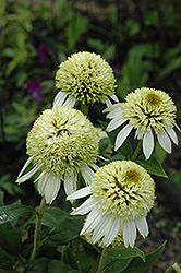 Coconut Lime Coneflower (Echinacea 'Coconut Lime') at GardenWorks