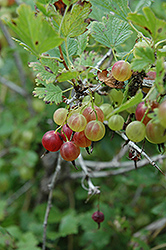 Pixwell Gooseberry (Ribes 'Pixwell') at GardenWorks