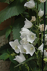 Chettle Charm Peachleaf Bellflower (Campanula persicifolia 'Chettle Charm') at GardenWorks
