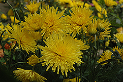 Suncatcher Chrysanthemum (Chrysanthemum 'Suncatcher') at GardenWorks