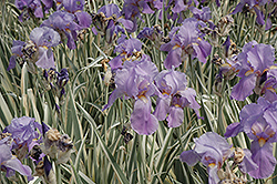 Variegated Sweet Iris (Iris pallida 'Variegata') at GardenWorks