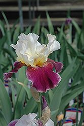 Crimson Snow (Iris 'Crimson Snow') at GardenWorks