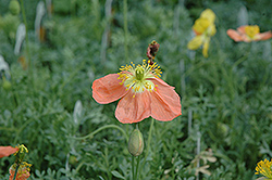 Alpine Poppy (Papaver burseri 'Alpinum') at GardenWorks