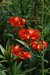 Coral Lily (Lilium pumilum) at GardenWorks
