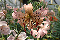 Pink Tiger Lily (Lilium lancifolium 'Pink') at GardenWorks