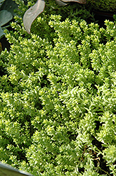 Golden Moss Stonecrop (Sedum acre 'Aureum') at GardenWorks